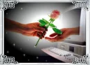 Rose - RÃ³Å¼a