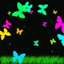 butterflies