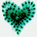 flashy heart