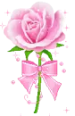 pink rose