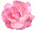 pink rose