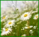 daisy