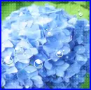 blue