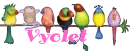 VYOLET--BIRDS