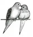 Bird Love