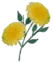 Dandelions