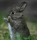 bunny