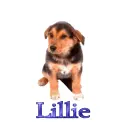 dog-Lillie