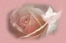 rose/dove