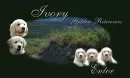 for: Ivory Gied