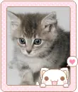 cute kitty