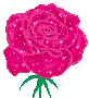rose