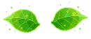 leaf wings