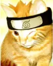 naruto cat