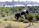 horse