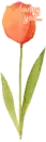 tulip