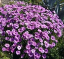 margaridas