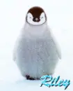 RileyThePenguin