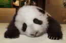 Baby Panda Bear
