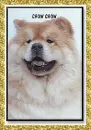 Chow Chow (glitter boarder)