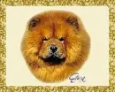 Chow Chow (glitter boarder)