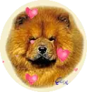 Chow Chow (with floating hearts) in circle
