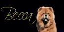 Chow Chow (tan) Tag- Becca