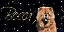 Chow Chow (tan) Tag with sparkles- Becca