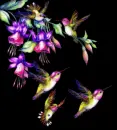 Colorful Birds