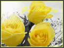 good morning with roses
