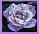 purple rose