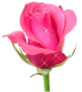 lovely rose