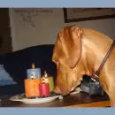 Christmas dog