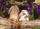 Rabbits