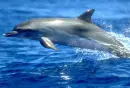 Dolphin Wall 1