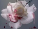 Bloody Rose Background