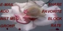 Bloody Rose Contact Table