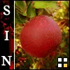 Sin
