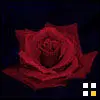 Red Rose