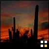 Desert Sunset
