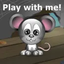 rat
