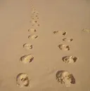 foot prints sand
