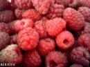 Berries