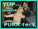 purr-fect myspace