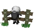 sheep