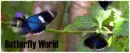  Butterfly World