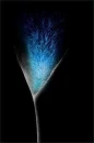  The black rose