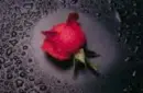 lovely rose