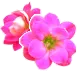 PINK FLOWERS