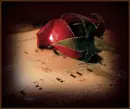 red rose 